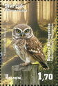 Little Owl (Athene noctua)