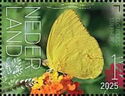 Cloudless Sulphur (Phoebis sennae)