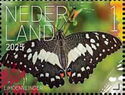 Lime Butterfly (Papilio demoleus)