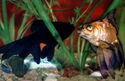 Black Moor and Black Moor Goldfish