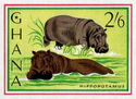 Hippopotamus (Hippopotamus amphibius)