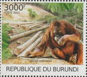 Pongo pygmaeus