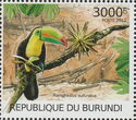 Ramphastos sulfuratus
