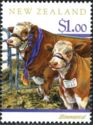 Simmentaler Cattle (Bos primigenius taurus)