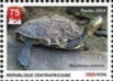 Chinese Stripe Necked Turtle (Mauremys sinensis)