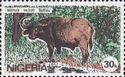 African Buffalo (Syncerus caffer)