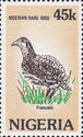 Double-spurred Francolin (Pternistis bicalcaratus)