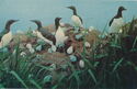 Sakhalin. Guillemots