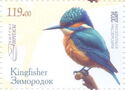 Kingfishers (Alcedinidae)