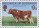 Agriculture: Guernsey Bull (Bos primigenius taurus)