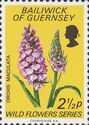 Heath Spotted Orchid (Orchis maculata)