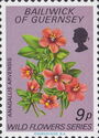 Scarlet Pimpernel (Anagallis arvensis)
