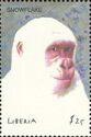 Albinotic Gorilla "Snowflake"