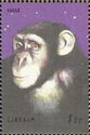 Chimpanzee Ham