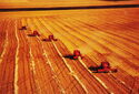 Combines on the Great Regina Plain, Saskatchewan