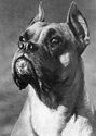 Dog Breeds. Boxer