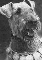 Dog Breeds. Airedale Terrier