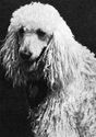 Dogs. Poodle