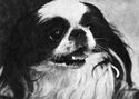 Dogs. Japanese Chin