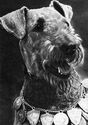 Dogs. Airedale Terrier