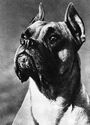 Dogs. Boxer