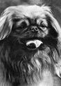 Dogs. Pekingese