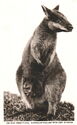 Australian Wallaby With Joey In Pouch