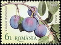Plums (Prunus domestica)