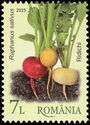 Radishes (Raphanus sativus)