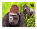 Western Lowland Gorilla (Gorilla gorilla)
