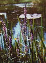 Lythrum salicaria or Purple loosestrife