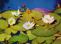 Nymphaea candida