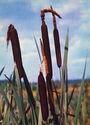 Typha latifolia