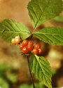 Rubus saxatilis