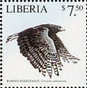 Banded Snake Eagle (Circaetus cinerascens)