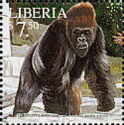 Western Lowland Gorilla (Gorilla gorilla gorilla)