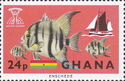 West African Spadefish (Chaetodipterus lippei), Schooner