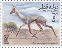 Beira Antelope (Dorcatragus megalotis)