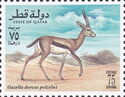 Dorcas Gazelle (Gazella dorcas pelzelni)