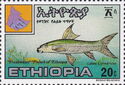 African Carp (Labeo cylindricus)