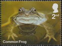 Common Frog