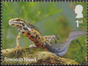 Smooth Newt