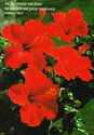 Red Hibiscus "Jehovah is good, his loyal love endures forever. Psalm 100:5