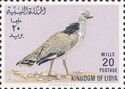 Houbara Bustard (Chlamydotis undulata)