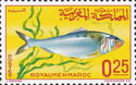 Twaite Shad (Alosa finta)