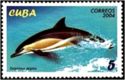Common Dolphin (Delphinus delphis)