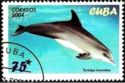 Common Bottlenose Dolphin (Tursiops truncatus)