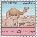 Dromedary (Camelus dromedarius)