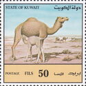 Dromedary (Camelus dromedarius)