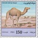 Dromedary (Camelus dromedarius)